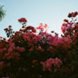 Meet your Posher, Pjc.